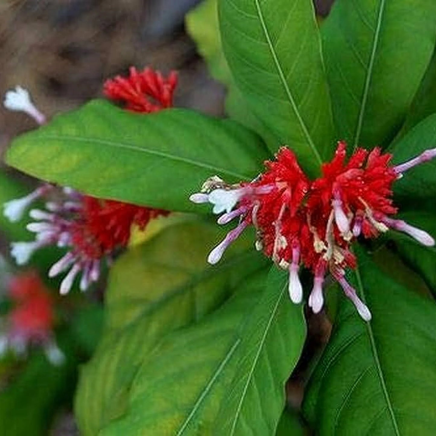 Medicinal Rauvolfia Serpentina Plant Seeds