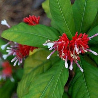 Medicinal Rauvolfia Serpentina Plant Seeds