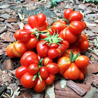 Tomato- Reisetomate