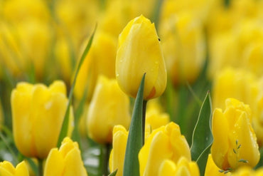 Tulip Kikomachi Yellow Bulbs