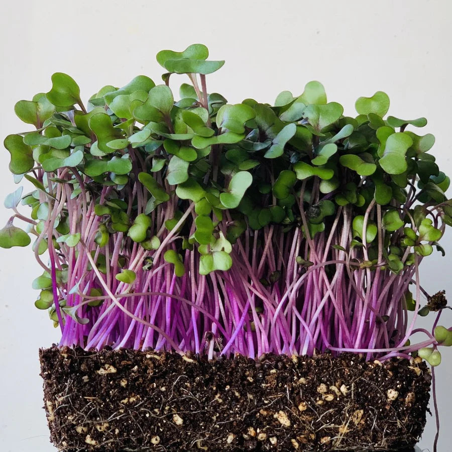 Cabbage Red Micro - Microgreen Seeds