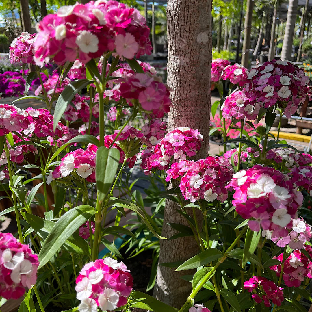 Amazon Neon Rose Magic Dianthus