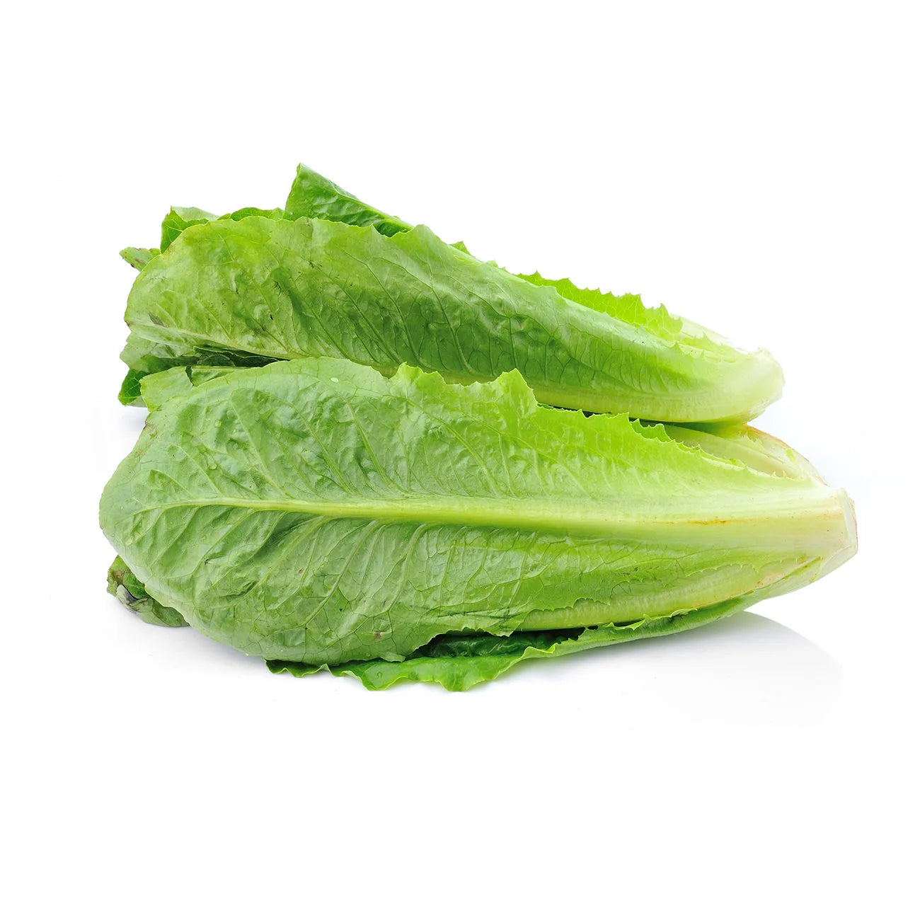 Lettuce- Cos Verdi