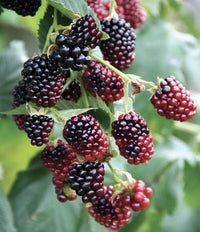 Boysenberry (Cane)