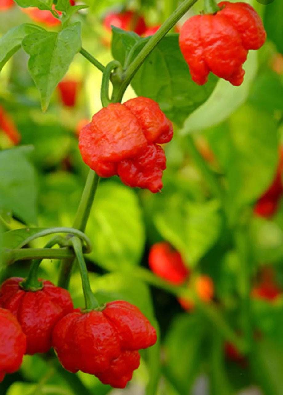 Chilli- Trinidad Scorpion Butch T