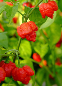 Chilli- Trinidad Scorpion Butch T