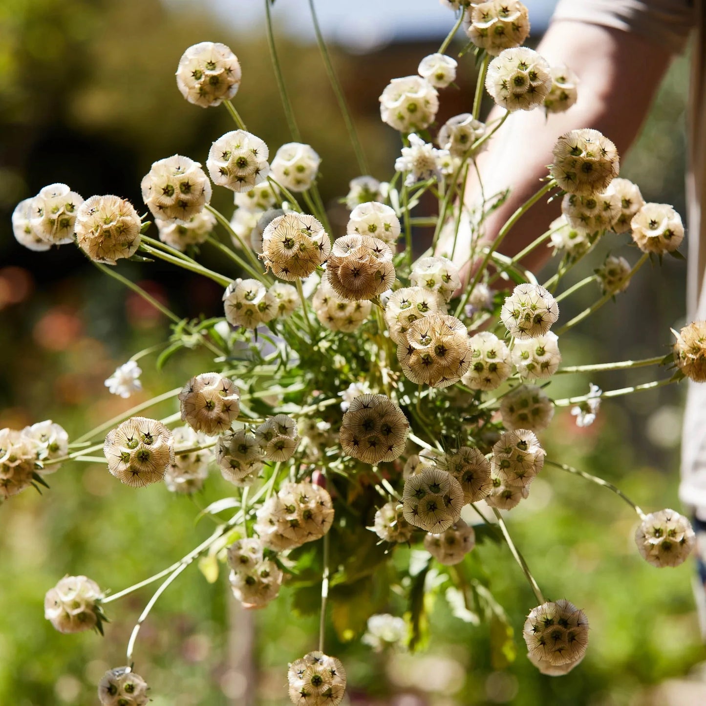 Starflower – Scabiosa Stellata