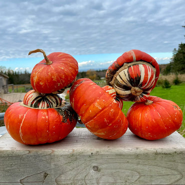 Pumpkin- Turks Turban