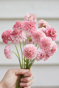 Salmon Rose – Scabiosa Seed