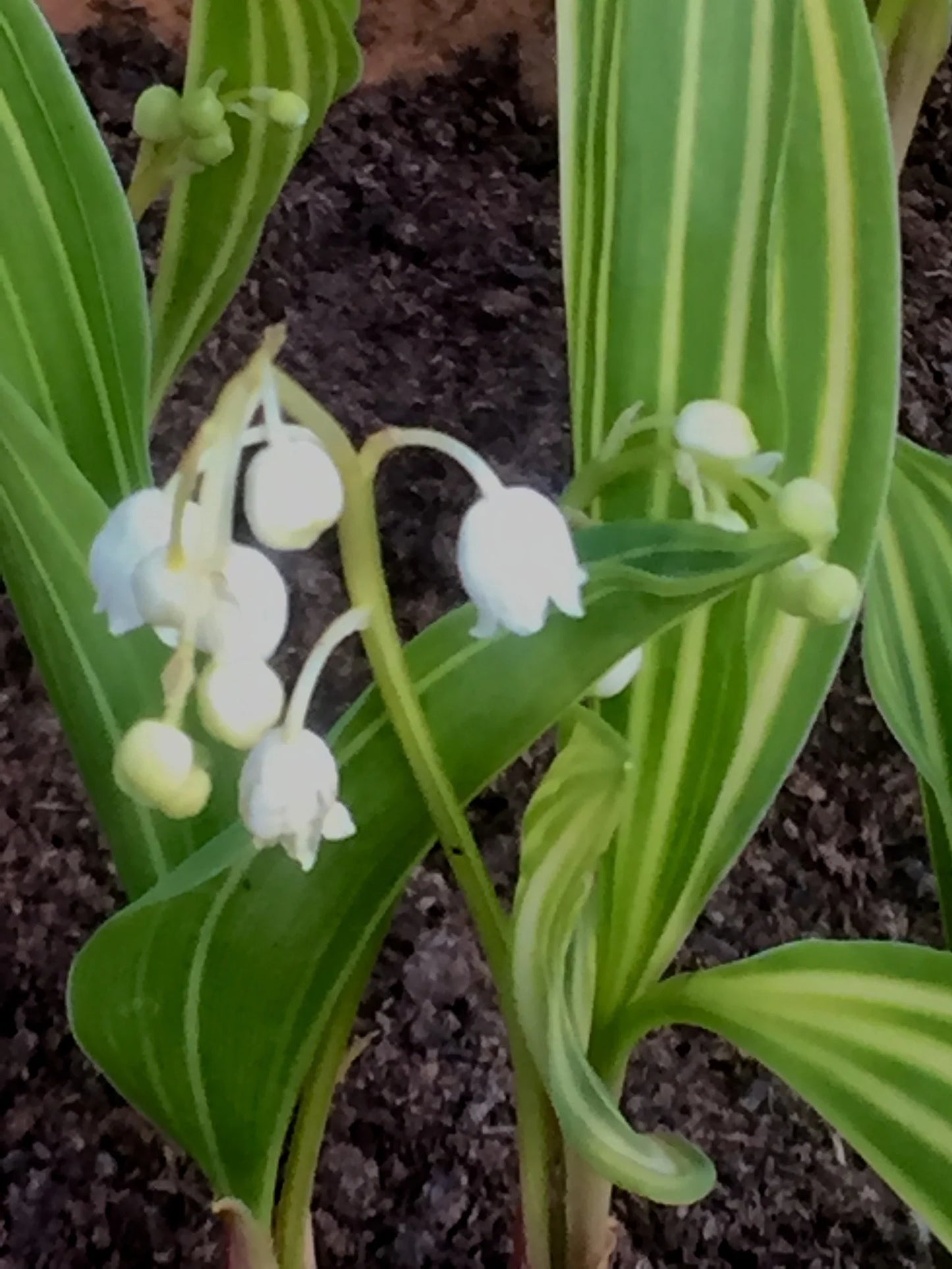 Variegated Lily-of-the-Valley