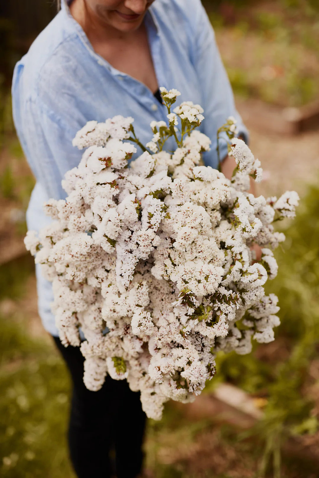 Seeker White – Statice Seed