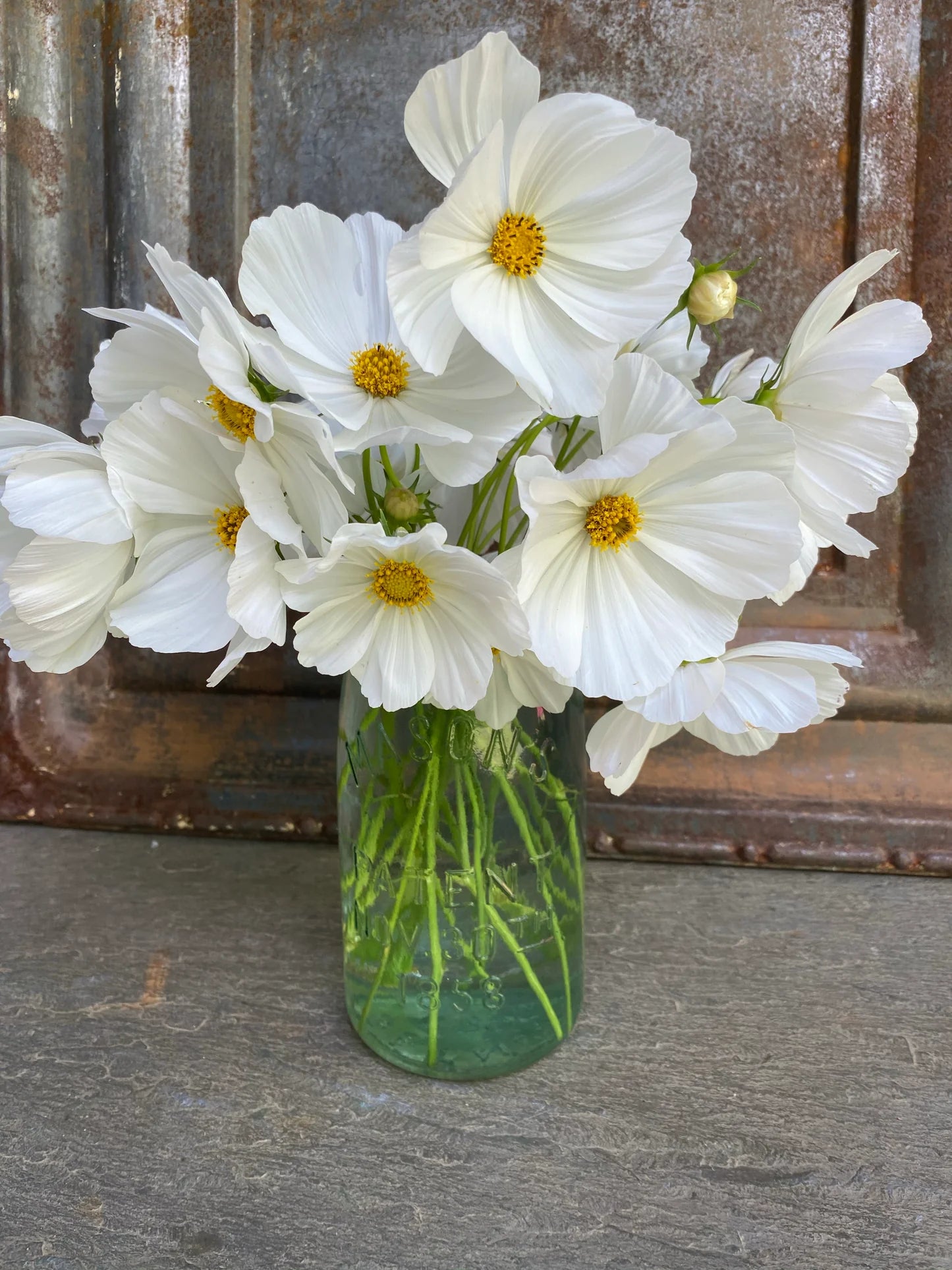 Afternoon White – Cosmos Seed