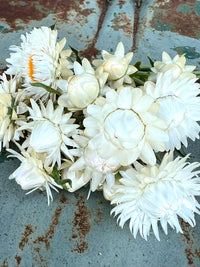 Creamy White – Strawflower Seed