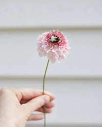 Salmon Rose – Scabiosa Seed