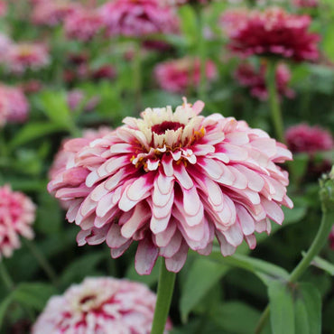 Zinnia- Mazurkia