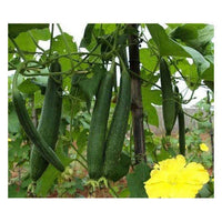 Sponge Gourd Chikni Turai Vegetable Seeds