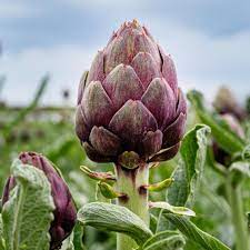 Artichoke- Purple of Romagna