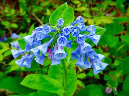 Virginia Bluebells