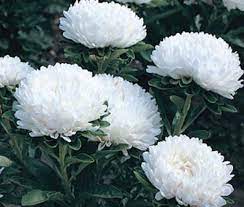 Tower White – China Aster Seed