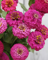 Zinnia- Oklahoma Carmine