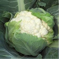 Bishop – Cauliflower Seed