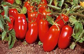 Tomato San Marzano  Vegetable Seeds