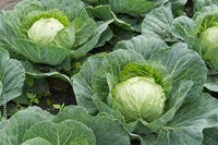 Cabbage Hybrid Vegetable Seeds