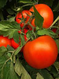 Tomato Hybrid Vegetable Seeds