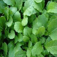 Mustard, Sarso Saag Leaves Vegetable Seeds