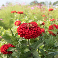 Zinnia- Benary's Giant Scarlet