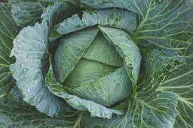 Cabbage Green Ball Vegetable Seeds