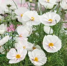 Cupcakes White – Cosmos Seed