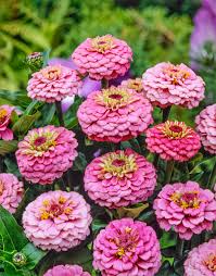 Oklahoma Pink – Zinnia Seed