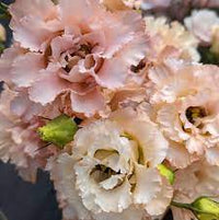 Voyage Light Apricot – Lisianthus