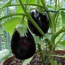 Brinjal Sona Babu Vegetable Seeds