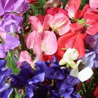 Mammoth Choice Mix – Sweet Pea Seed