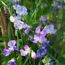 Blue Ripple – Sweet Pea Seed