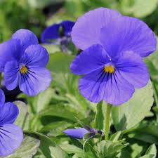 Viola- Blue Perfection