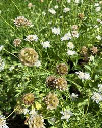 Starflower – Scabiosa Stellata