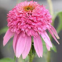 Pink Double Delight Coneflower