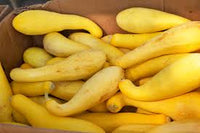 Yellow Crookneck – Organic Yellow Summer Squash Seed