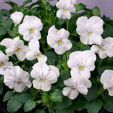 Viola- White Perfection