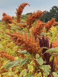 Grain Amaranth- Golden