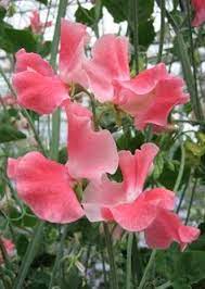 Mars – Sweet Pea Seed