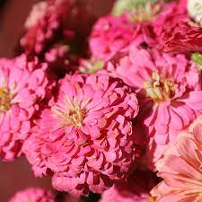 Zinnia- Benary's Giant Bright Pink