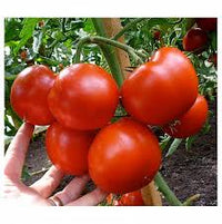 Big Beef/Shin Cheong Gang Grafted – Organic Tomato Seed