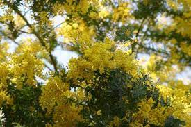 Acacia Decurrens, Black Wattle - Seeds