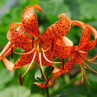 Lilium Lancifolium Tiger Lily Mix Color Bulb