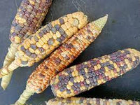 Corn, Sweet- Anasazi