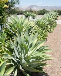 Agave- Foxtail